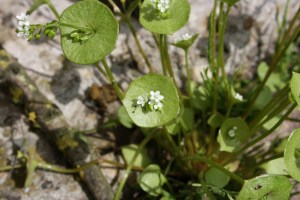 claytonia perfoliata (3) (1200 x 800)